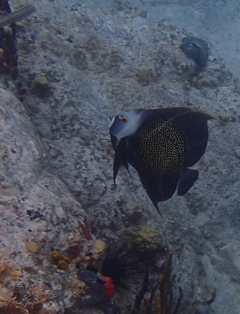 French Angelfish