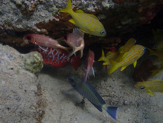 Glasseye Snapper, Squirrelfish, French Grunts & Doctorfish