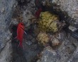 Blackbar Soldierfish