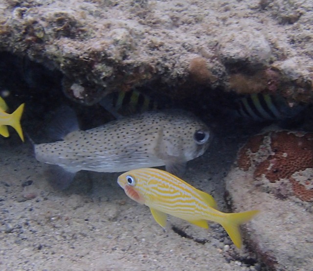 Porcupinefish