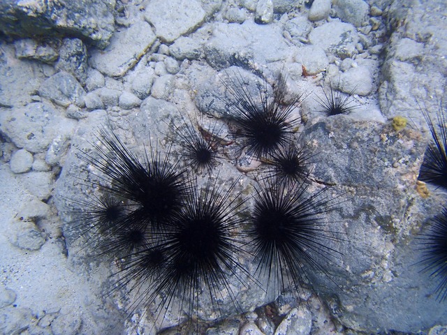 Urchins