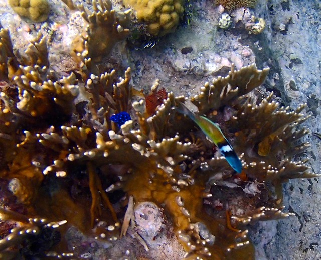 Damselfish (juvenile) & Bluehead Wrasse