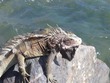 Iguana