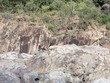 Oytercatchers on the rocks in Lameshur Bay