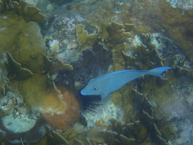 Blue tang