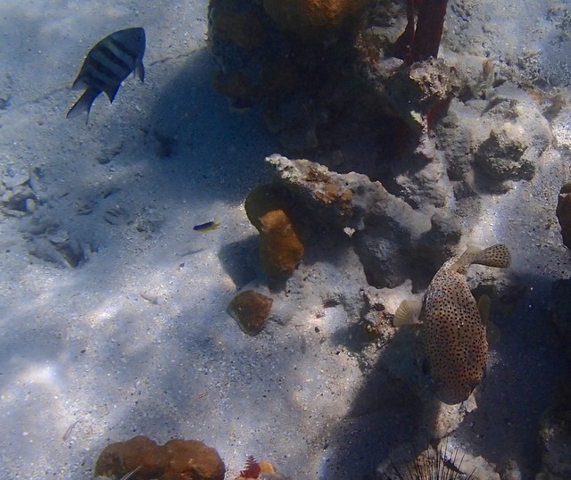 Porcupine fish