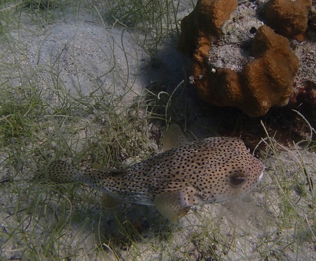 Porcupine fish