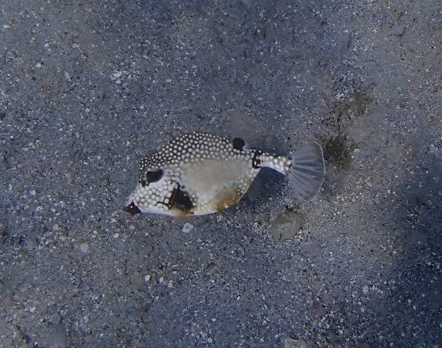 Trunkfish