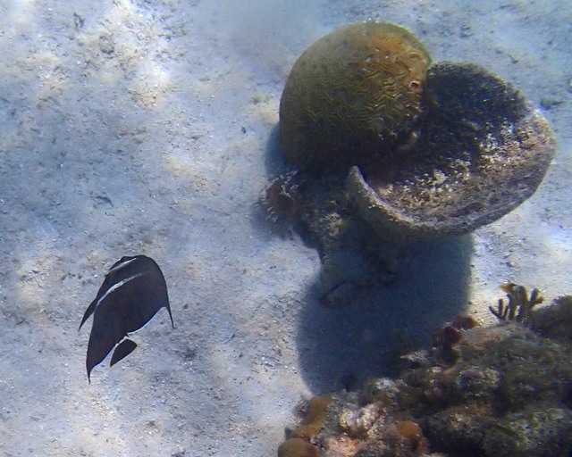 French Angelfish