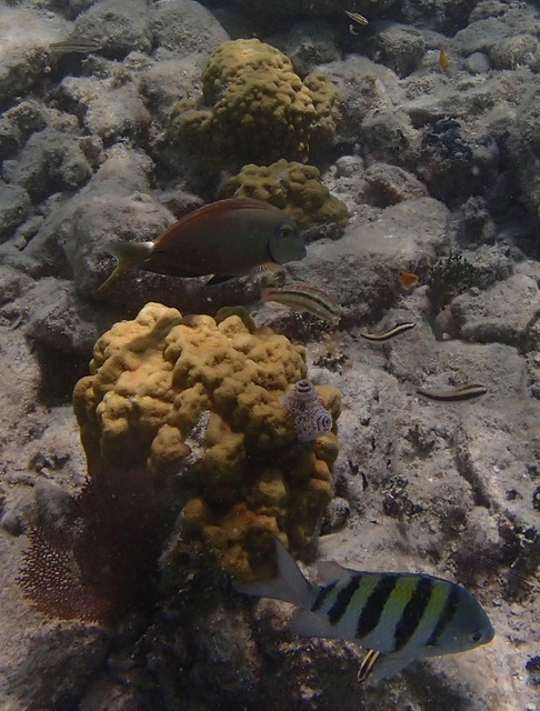 Surgeonfish & Sergeant Major