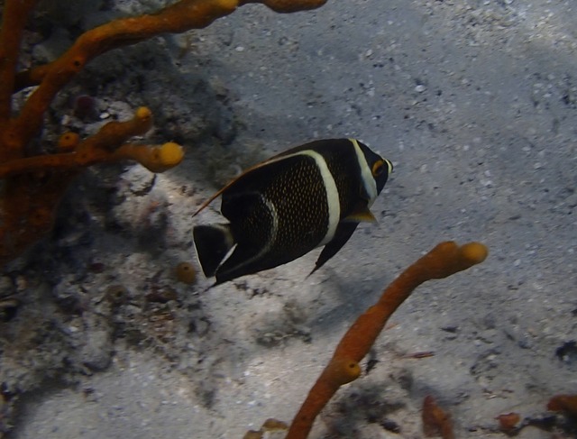 PCJuvenile French Angelfish10561