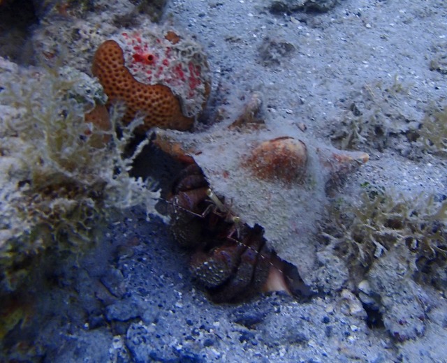 Large Hermit Crab in Conch Shell