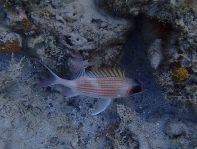 Squirrelfish