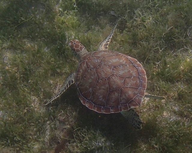 Turtle