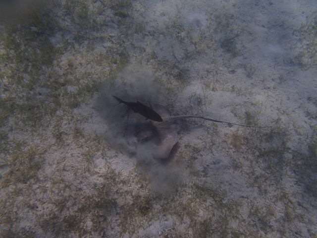 Stingray feeding