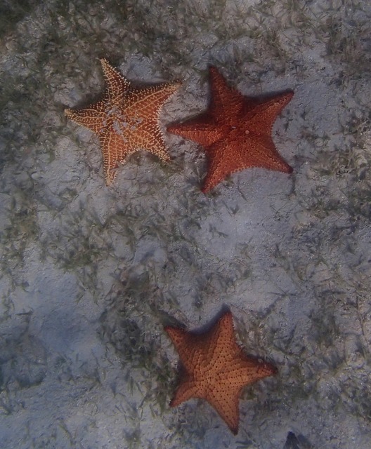 Starfish