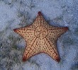 Starfish