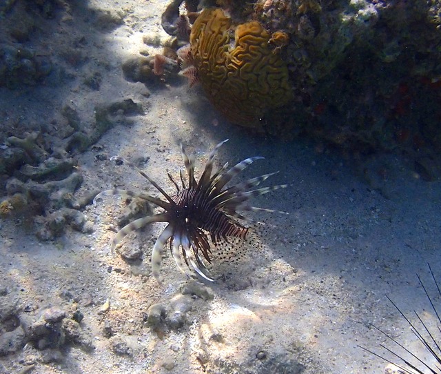 Lionfish in Leinster Bay