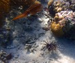 Lionfish (and squid) in Leinster Bay