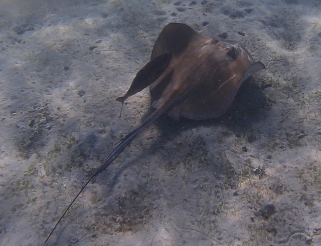 Stingray