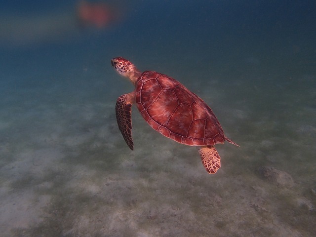 Turtle