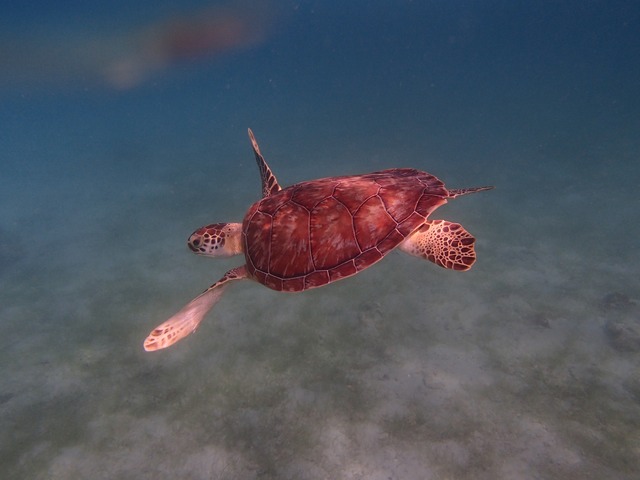 Turtle