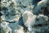 Peacock Flounder in shallow water in The Bight.