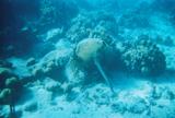 The Trumpetfish against a nice brain coral.