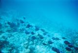 School of Blue Tang.