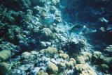 Two Stoplight Parrotfish supermales.