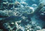 Scrawled Filefish, The Bight. He's about 18 inches long.