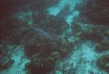 Barracuda at Marina Cay.