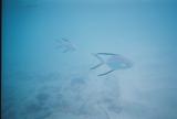 These Palometas wouldn't leave Ben alone in waist-high water at The Baths.