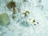 Smooth Trunkfish.