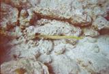 Trumpetfish, yellow form.