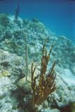 A Trumpetfish pretending he's invisible next to some coral.