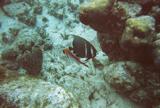 A French Angelfish behind a Squirrelfish.