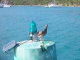 A surprisingly bold brown booby eyes us from the green channel marker at Spanish Town Harbor, Virgin Gorda.