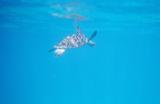 Same turtle, just below the surface of the water.