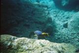 Spanish Hogfish at the Caves on Norman Island.