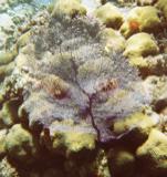 Failed attempt to show the two nudibranches on the purple fan coral.