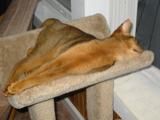 Zack the Abyssinian, at Robin's place ("But Zack is not my cat...")