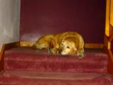 Beta in her usual spot on the stairs