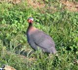 Guinea Fowl near Penn Yan