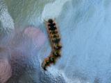 This caterpillar fell from the ash tree over our deck.  Upside-down...