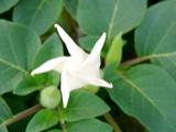 Moonflower beginning to bloom