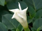 Another moonflower