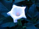 Bloomed moonflower